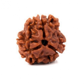 2793-3-mukhi-nepali-rudraksha-250x250.jpg