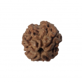 4 mukhi rudraksha nepali rk 4003