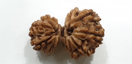 Gorishankar rudraksha 