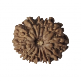 13 mukhi rudraksha nepali rk 13001