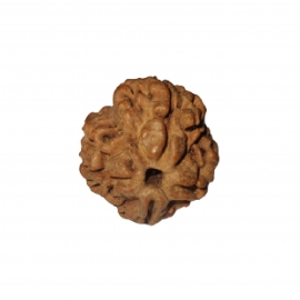 4 mukhi rudraksha nepali rk 4002