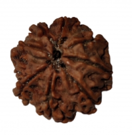 8 mukhi rudraksha nepali rk 8002