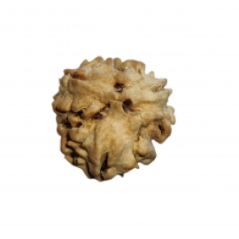 3 mukhi rudraksha himalayan rk 3001