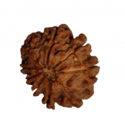 11 mukhi rudraksha nepali rk 11001