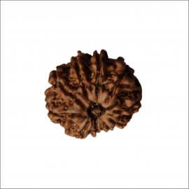 10 mukhi rudraksha nepali rk 10001