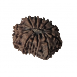 12 mukhi rudraksha nepali rk 12001