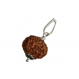 7 mukhi nepali rudraksha pendant silver caping  rk 7002