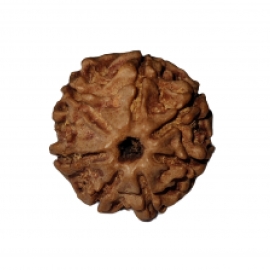 7 mukhi rudraksha nepali rk 7003