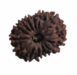 14 mukhi rudraksha nepali rk 14001