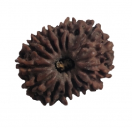 14 mukhi rudraksha nepali rk 14001