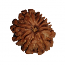 9 mukhi rudraksha nepali rk 9001