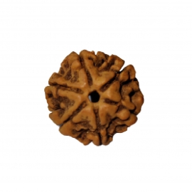 6 mukhi rudraksha nepali rk 6001