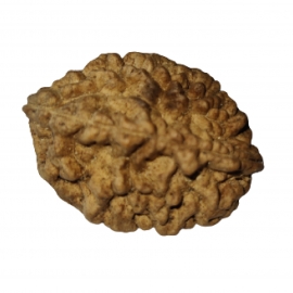 2 mukhi rudraksha nepali rk 2001