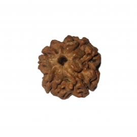 4 mukhi rudraksha nepali rk 4001