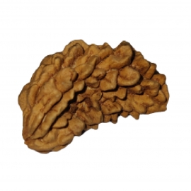 1 mukhi rudraksha kaju shape rk 1002