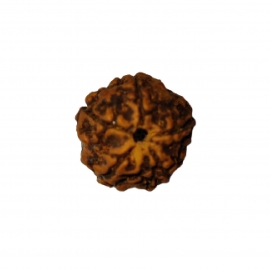 5 mukhi rudraksha nepali rk 5002