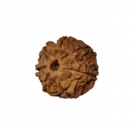 7 mukhi rudraksha nepali rk 7001